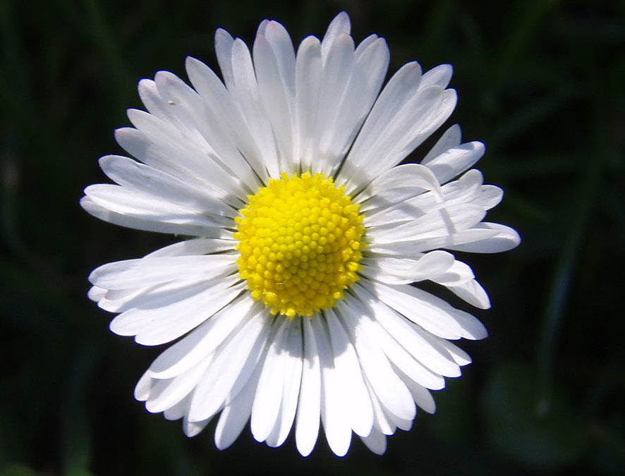 Plante – Pâquerette – Bellis perennis