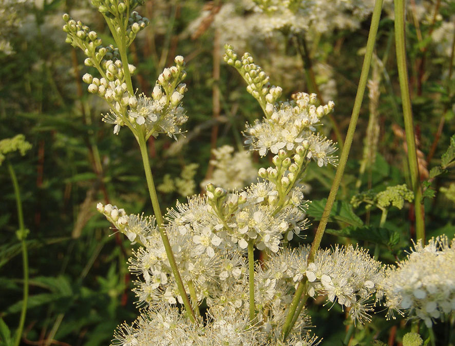 Plante – Reine des prés – Filipendula ulmaria