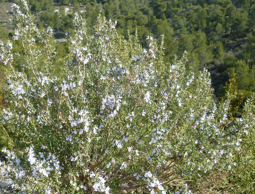 Plante – Romarin – Salvia rosmarinus