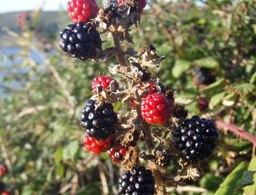 Plante – Ronce – Rubus fruticosus