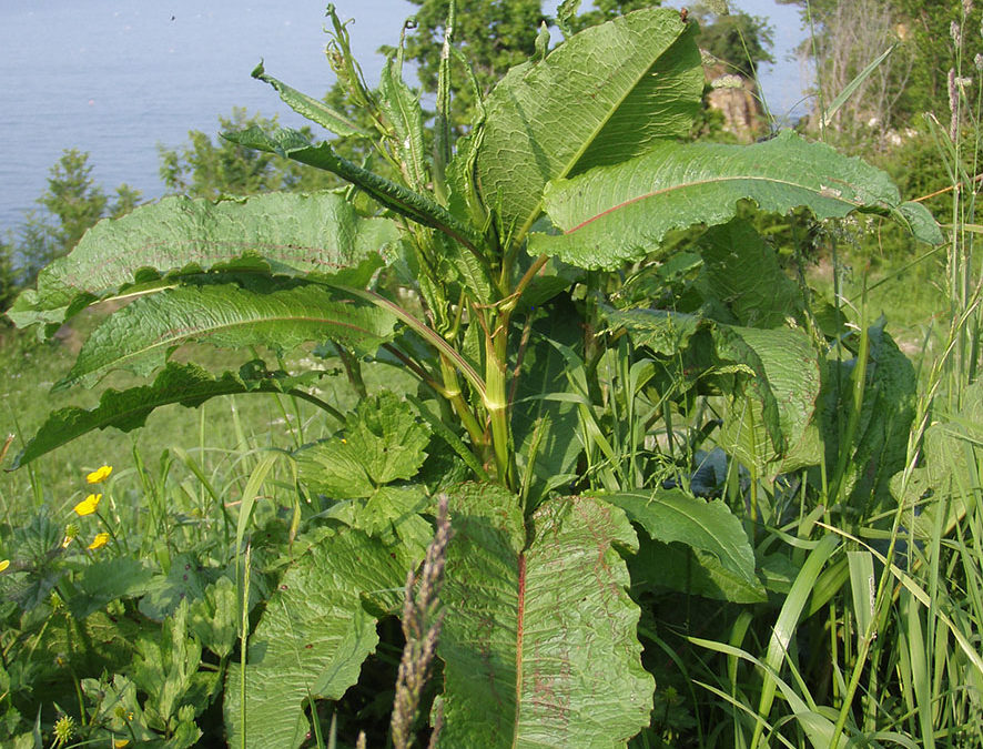 Plante – Rumex – Grande patience – Rumex obtusifolius – Rumex crispus