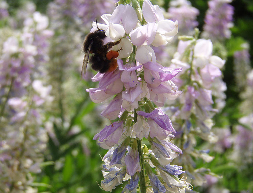 Plante – Réglisse – Glycyrrhiza glabra