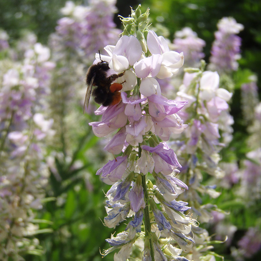Plante Réglisse Glycyrrhiza glabra Ethnobotanika — free download