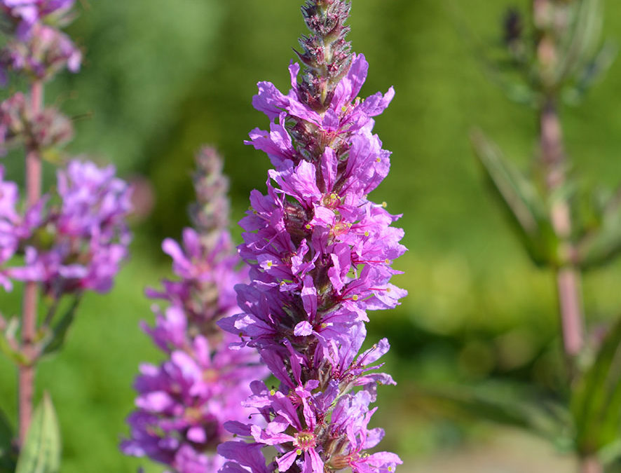 Plante – Salicaire – Lythrum salicaria