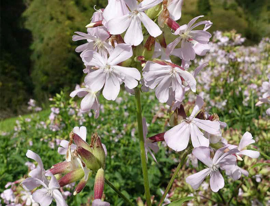 Plante – Saponaire – Saponaria officinalis