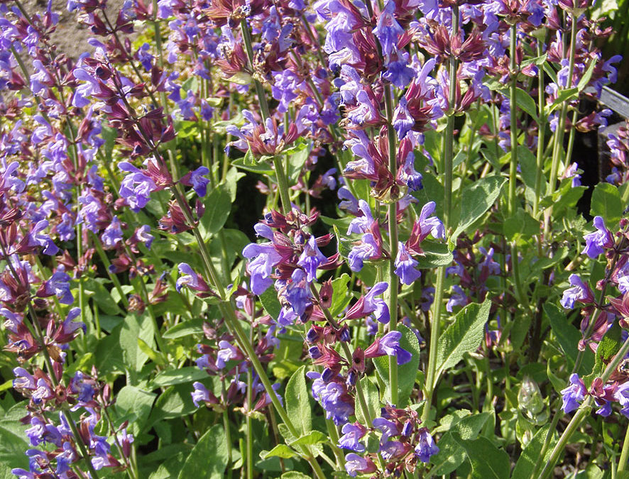 Plante – Sauge – Salvia officinalis