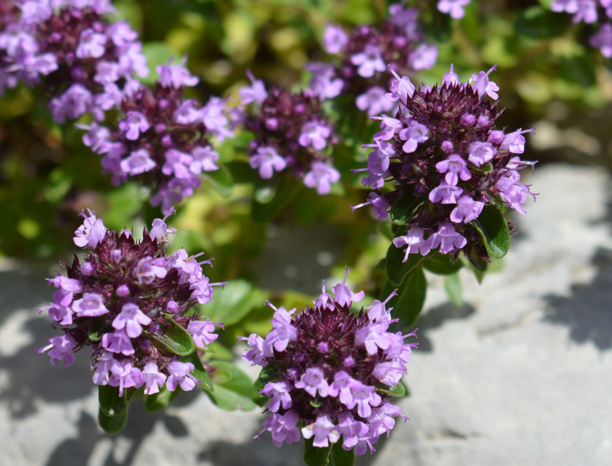 Plante – Serpolet – Thymus serpyllum