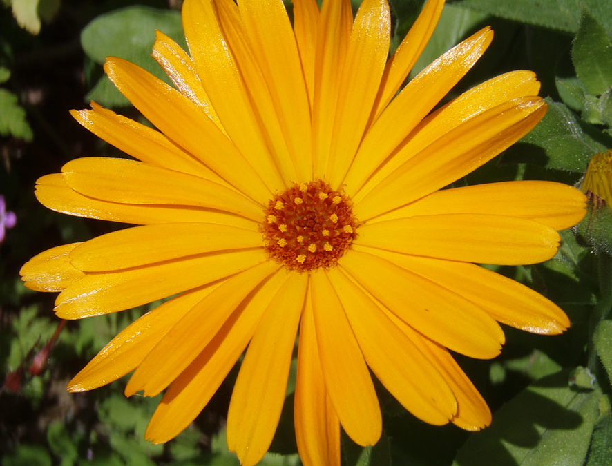 Plante – Souci – Calendula officinalis