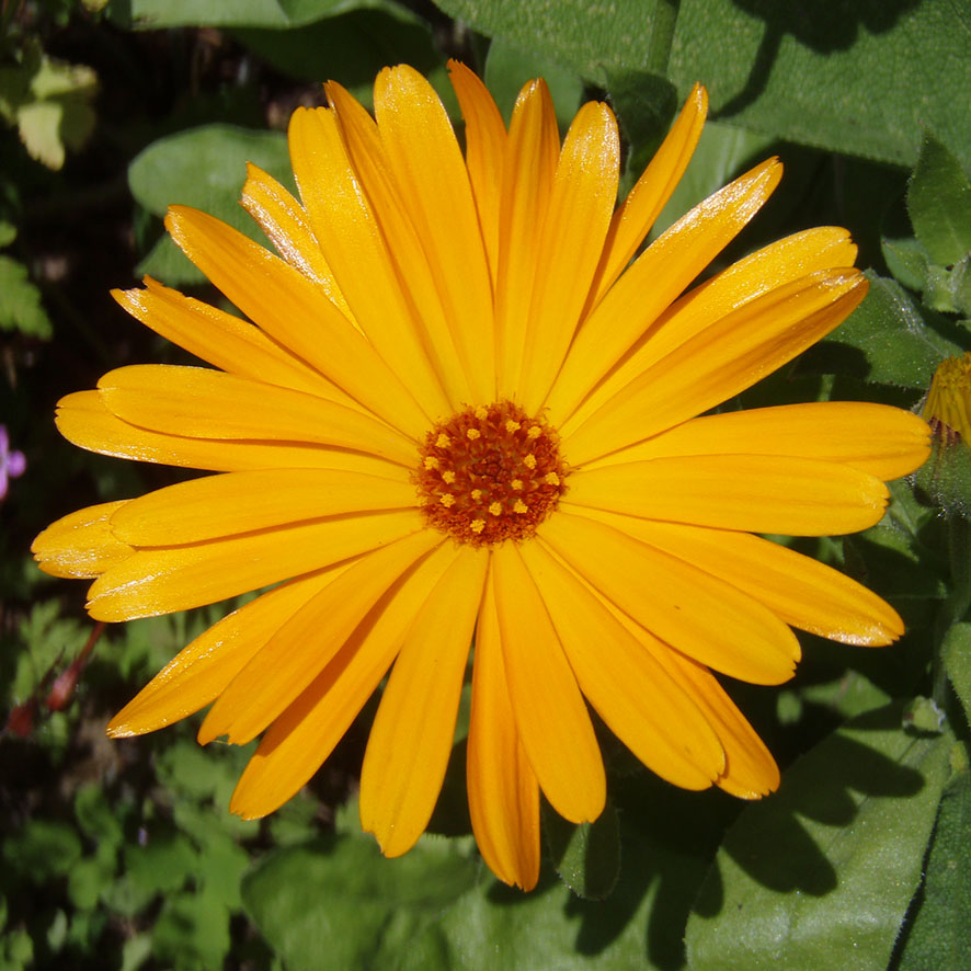 Plante - Souci - Calendula officinalis - Ethnobotanika