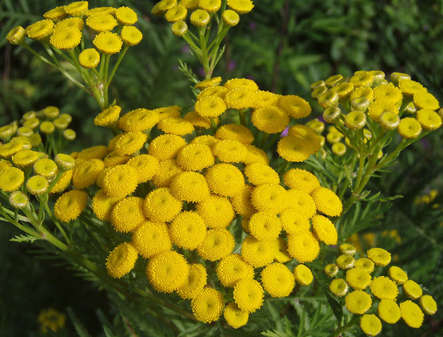 Plante – Tanaisie – Tanacetum vulgare