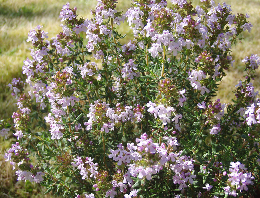 Plante – Thym – Thymus vulgaris