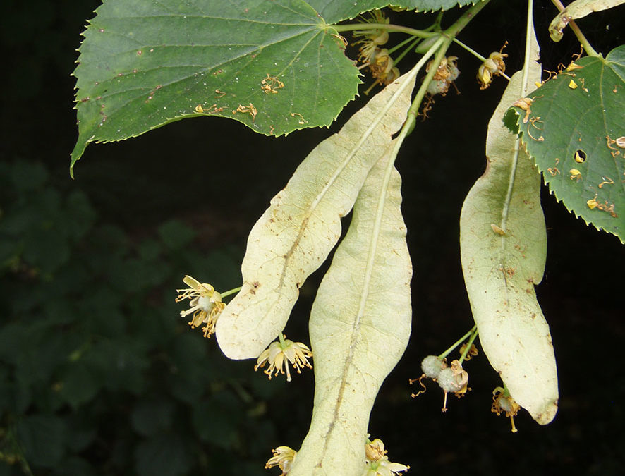 Plante – Tilleul – Tilia cordata