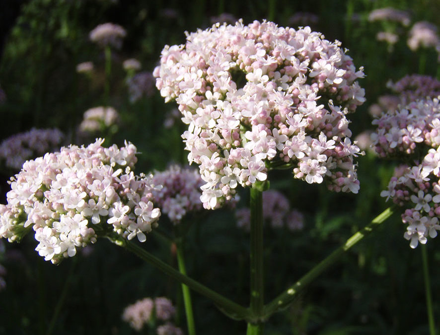 Plante – Valériane – Valeriana officinalis