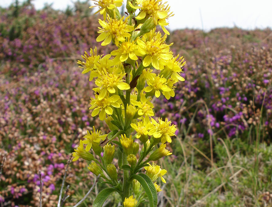 Plante – Verge d’or – Solidago virgaurea