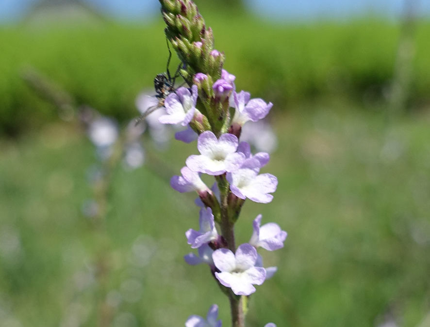 Plante – Verveine officinale – Verbena officinalis