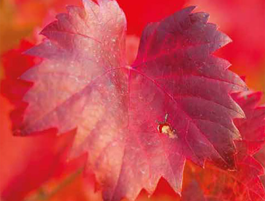 Plante – Vigne rouge – Vitis vinifera