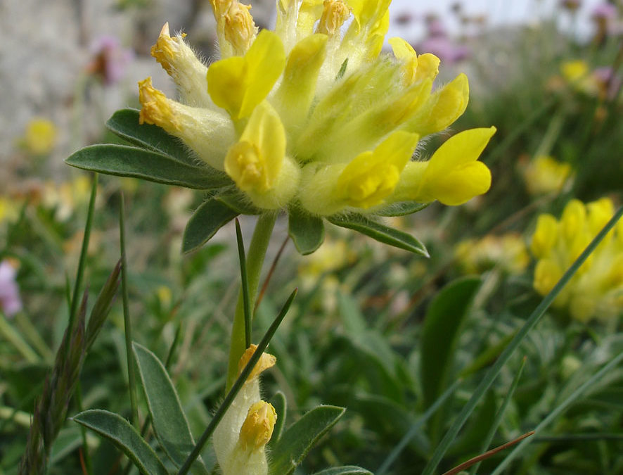 Plante – Vulnéraire – Anthyllis vulneraria