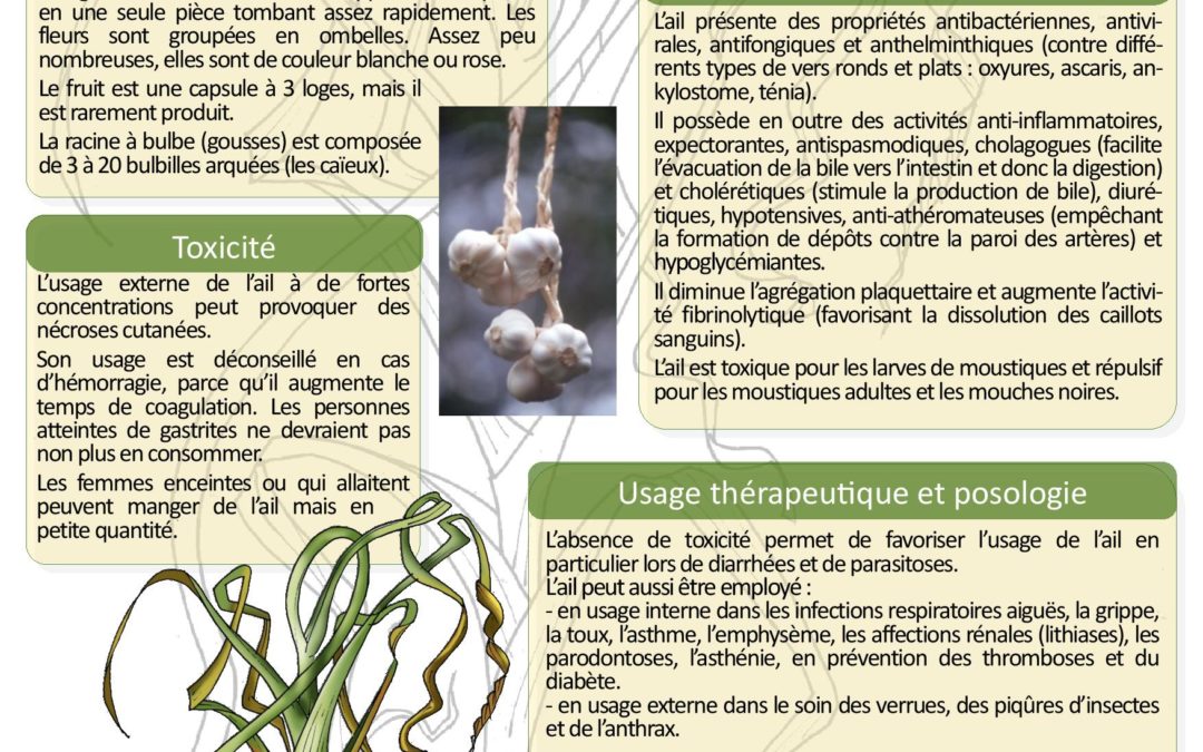 Affiche  Ail Allium sativum Madagascar 2008