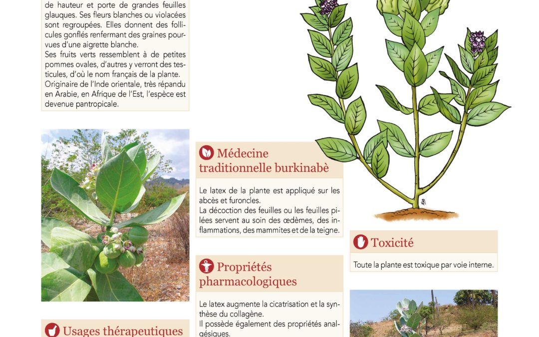 Affiche, Arbre à soie, Roustonnier, Calotropis procera 2019