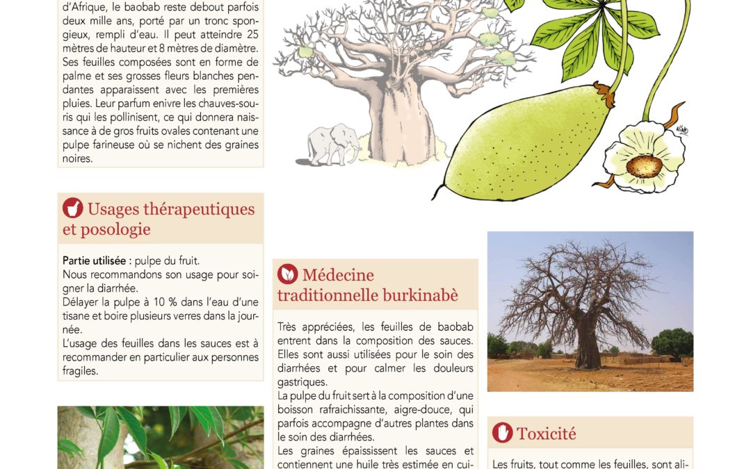 Affiche, Baobab, Adansonia digitata 2019