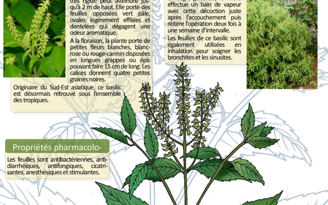 Affiche Basilic africain Ocimum gratissimum Madagascar 2008