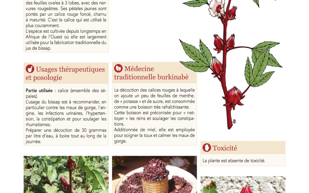 Affiche, Bissap, Karkadé, Hibiscus sabdariffa 2019