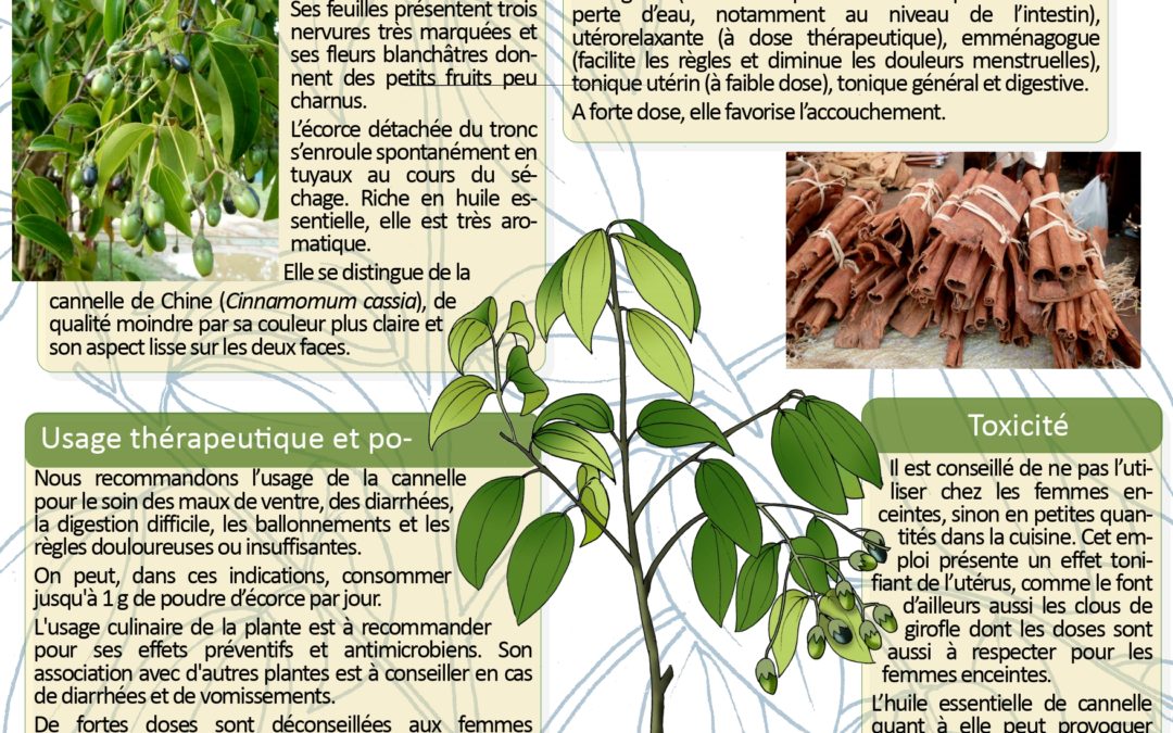 Affiche  Cannelle Cinnamomum verum Madagascar 2008