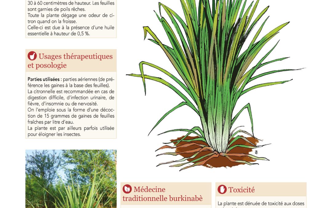 Affiche, Citronnelle, Cymbopogon citratus 2019