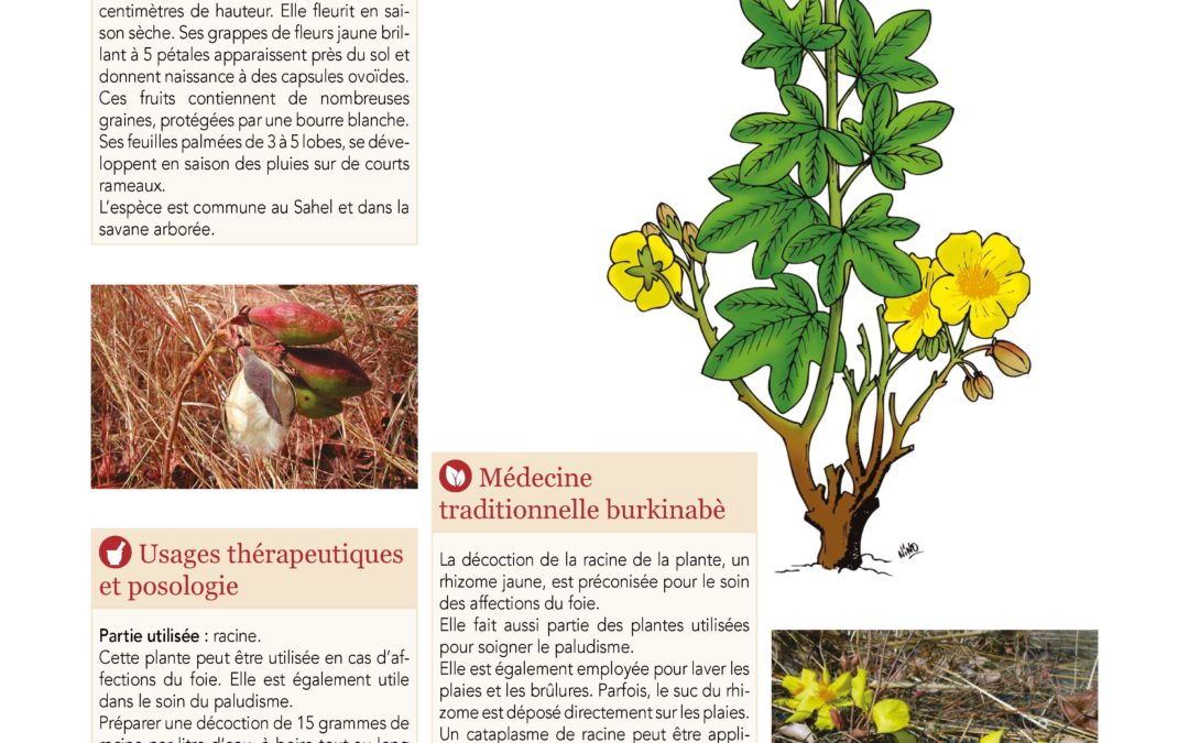 Affiche, Cochlospermum tinctorium 2019