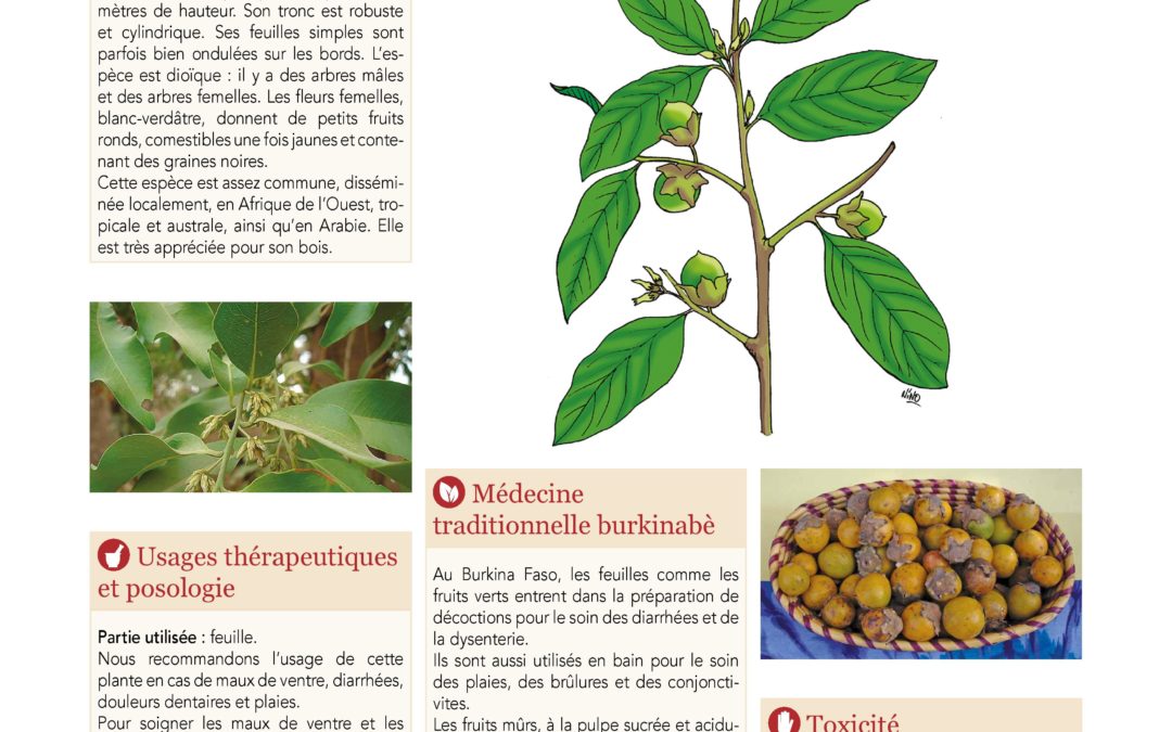 Affiche, Ebénier d’Afrique, Diospyros mespiliformis 2019