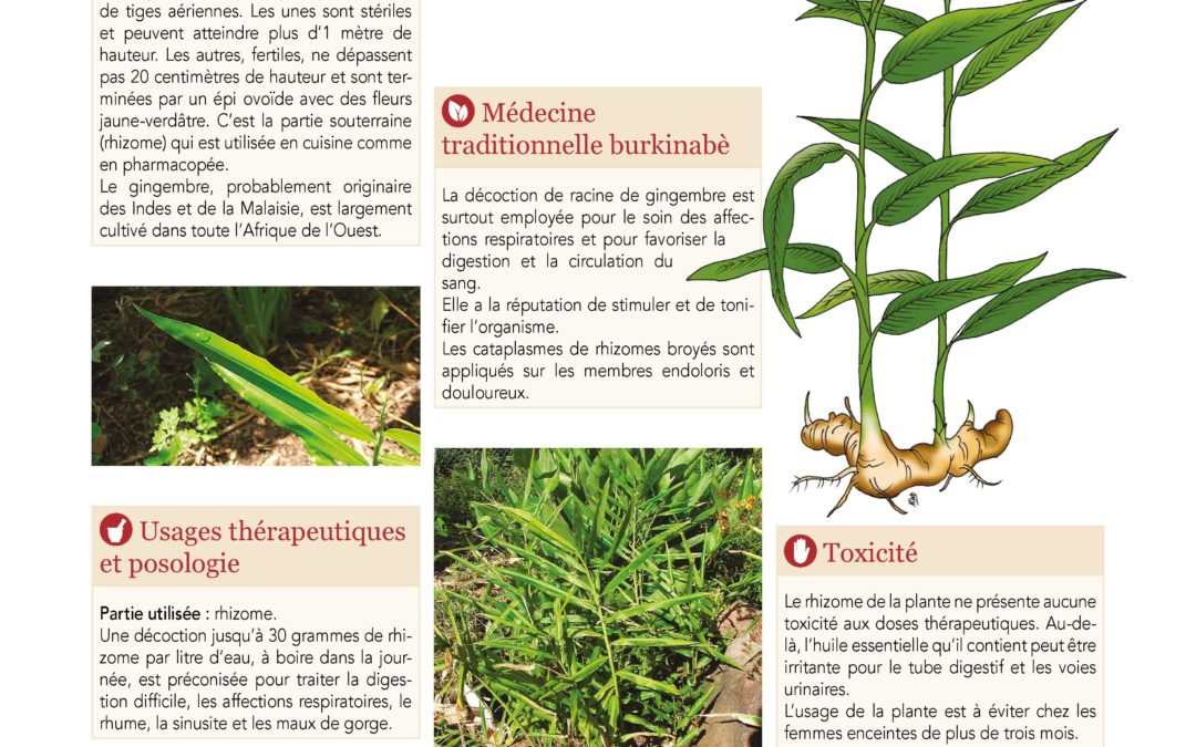 Affiche , Gingembre, Zingiber officinale 2019