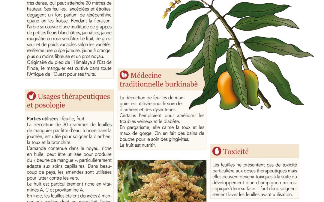 Affiche, Manguier, Mangifera indica 2019