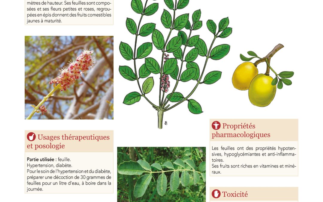 Affiche, Marula, Prunier d’Afrique, Sclerocarya bierra 2019