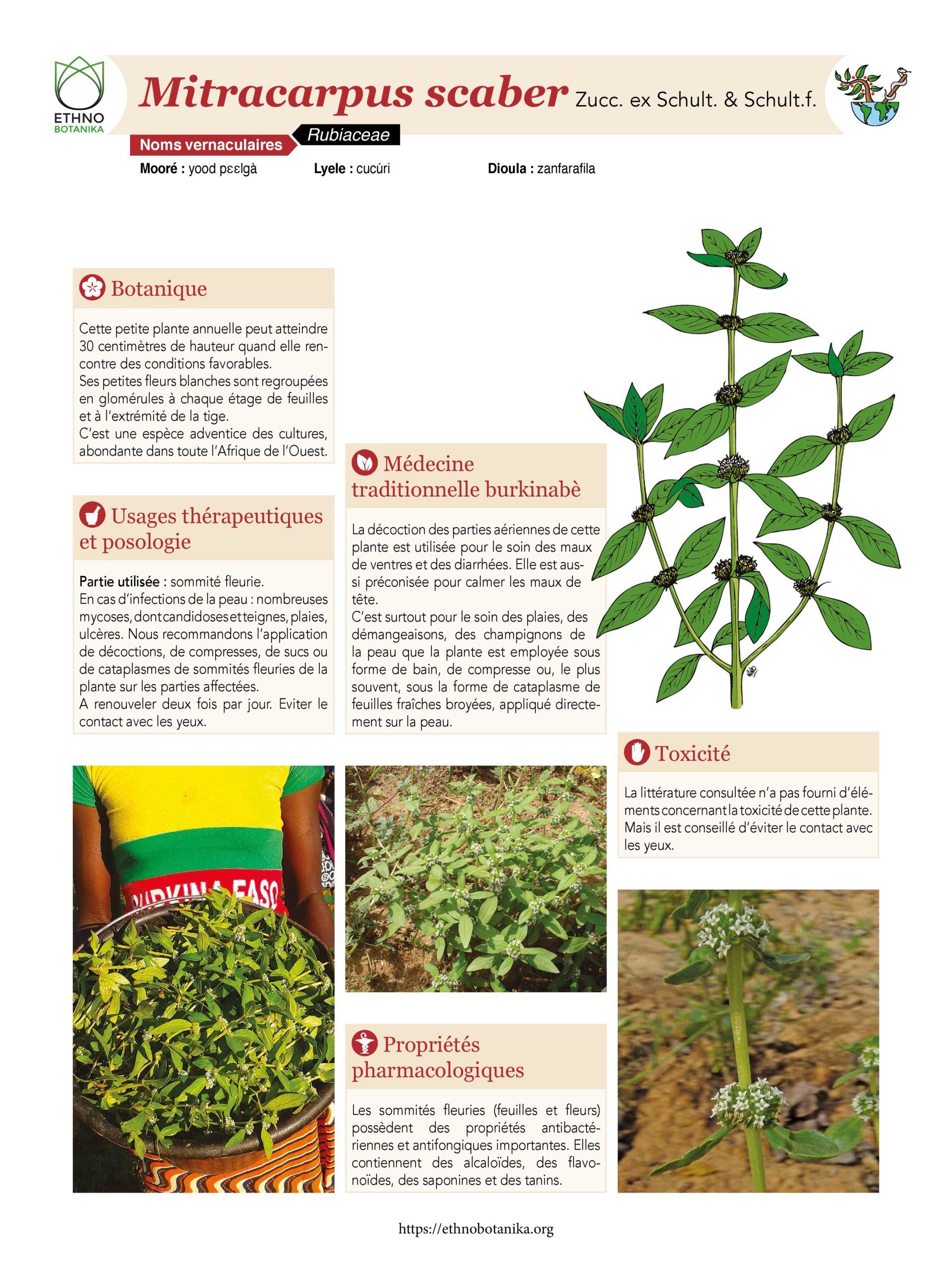Affiche, Mitracarpus scaber 2019 Ethnobotanika