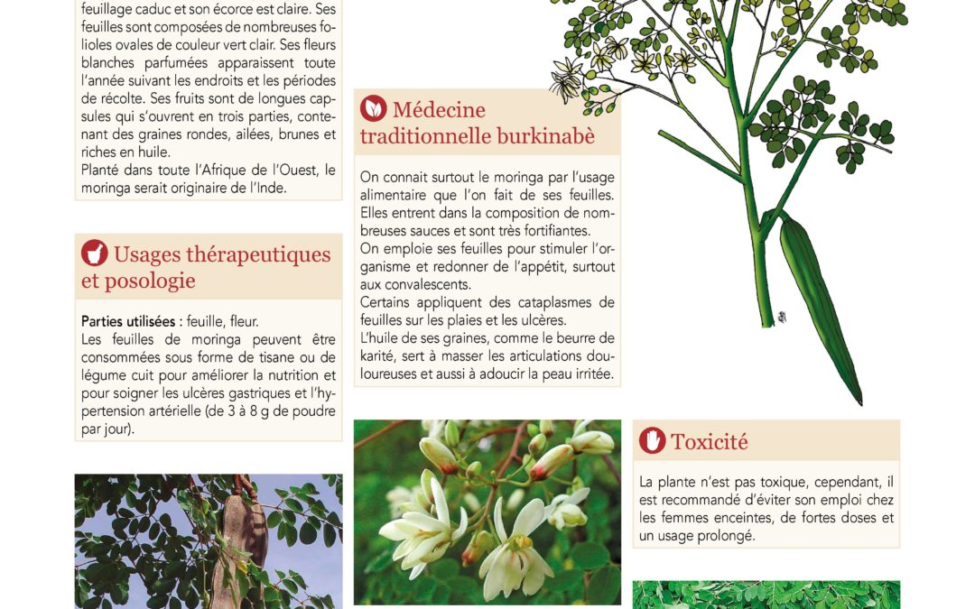 Affiche, Moringa oleifera 2019