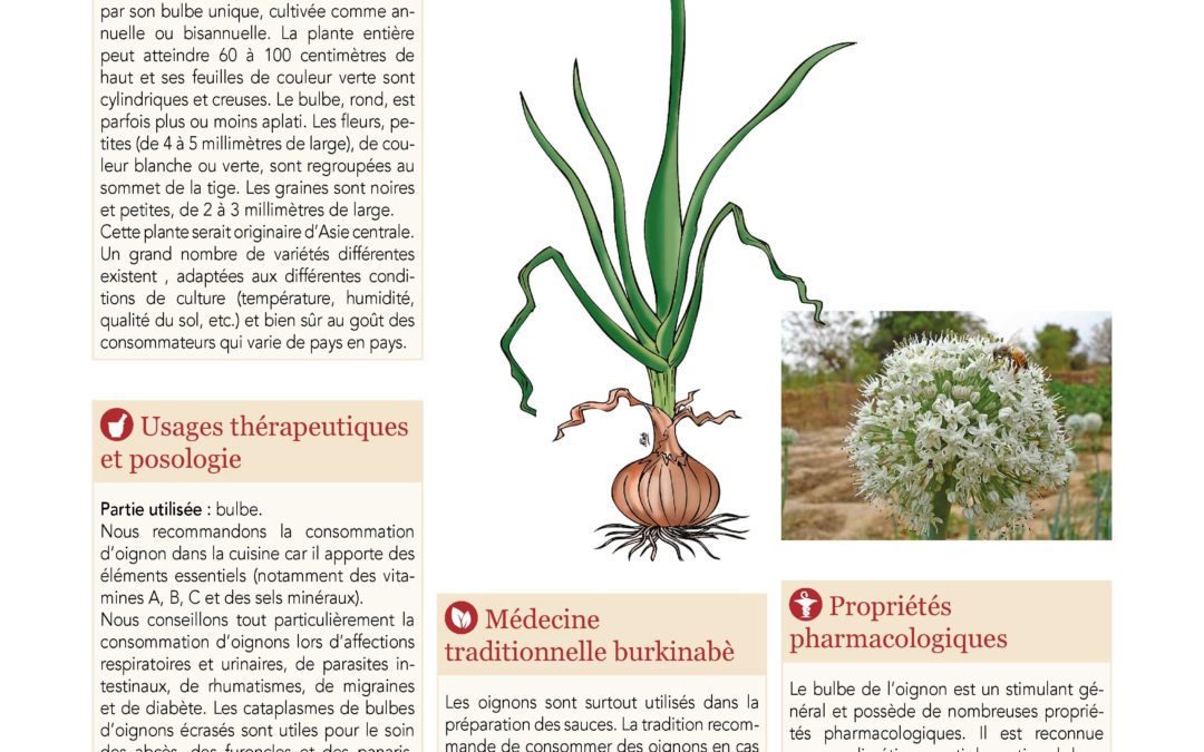 Affiche, Oignon, Allium cepa 2019