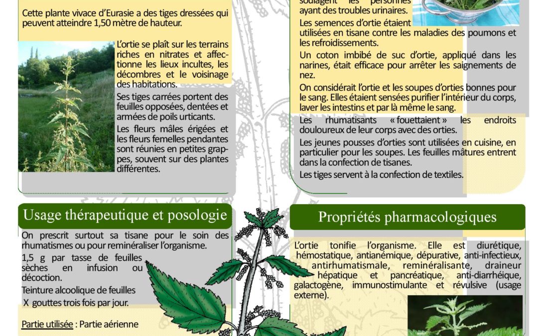 Affiche – Ortie, grande ortie, Urtica dioica 2013