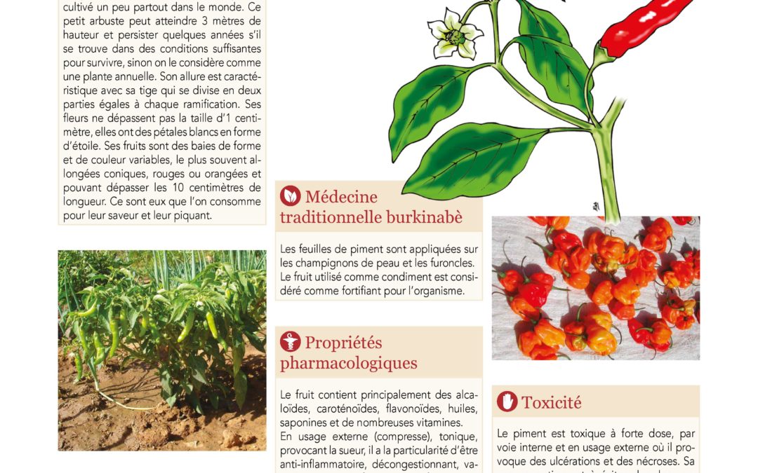 Affiche, Piment, Capsicum annuum 2019