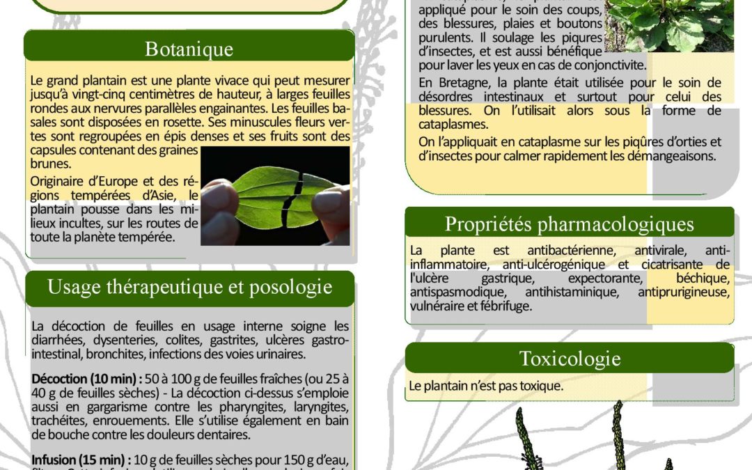 Affiche – Plantain, plantain majeur, Plantago major  2013