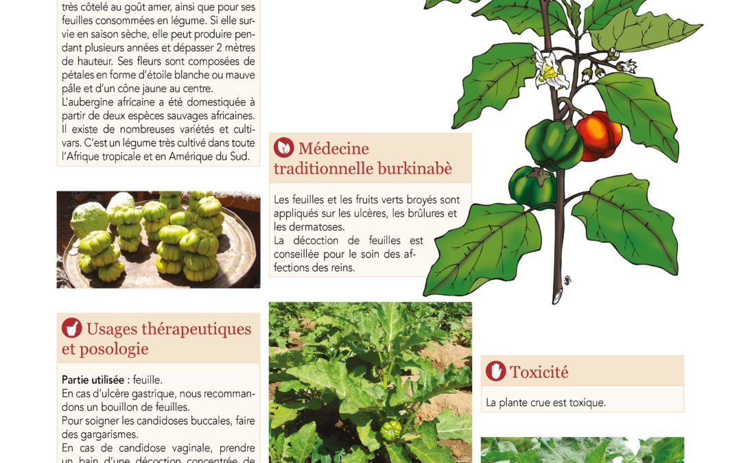 Affiche, Tomate africaine, Aubergine africaine, Solanum aethiopicum 2019