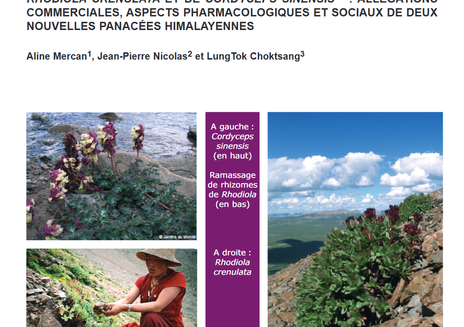 Article – Tibet – Rhodiola crenulata et Cordyceps sinensis ethnobotanique Himalaya Mercan Nicolas Tchoksang 2007