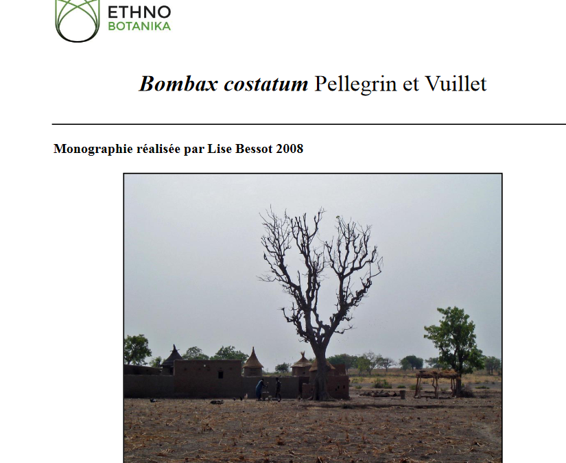 Monographie Bombax costatum Lise Bessot 2008