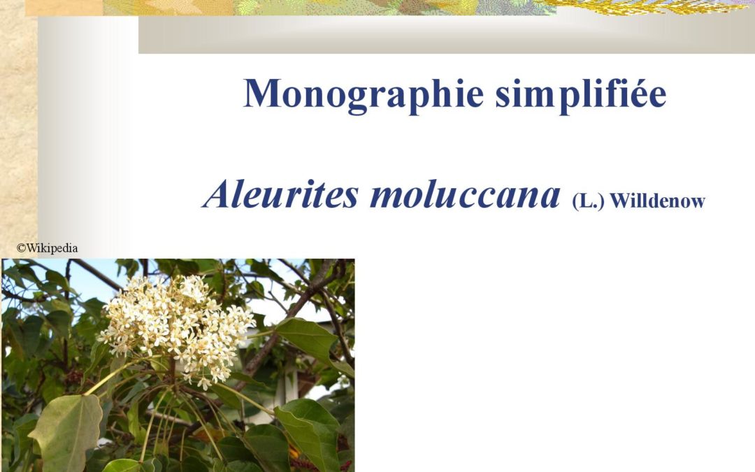 Monographie simplifiée – Aleurites moluccana Anne Lindsey 2010