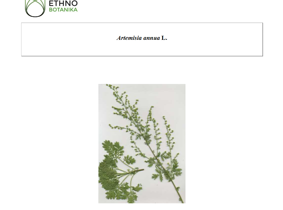 Monographie simplifiée Artemisia annua 2003