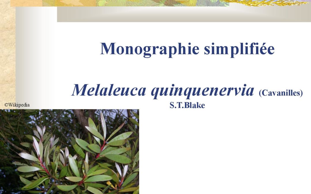 Monographie simplifiée – Melaleuca quinquenervia Anne Lindsey 2005