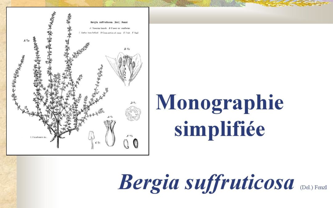 Monographie simplifiée Bergia suffruticosa Olivia Jansen 2010