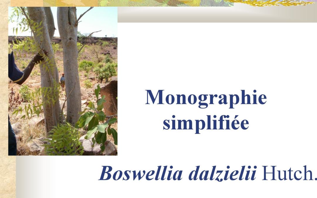 Monographie simplifiée Boswellia dalzielii Olivia Jansen 2010