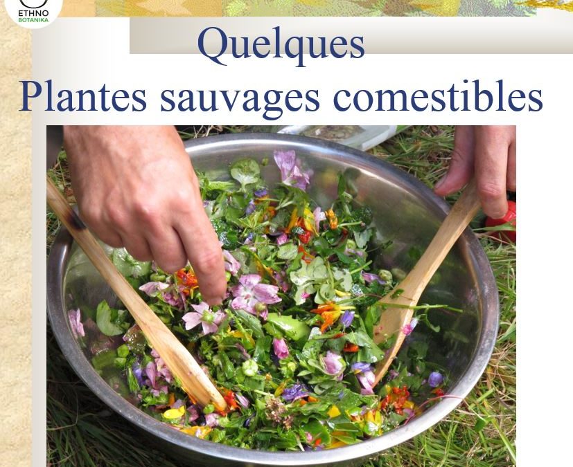 Conférence – Plantes sauvages comestibles 2016