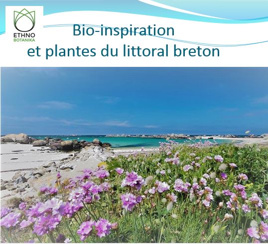 Conférence – Plantes du littoral ethnobotanique et bioinspiration 2020