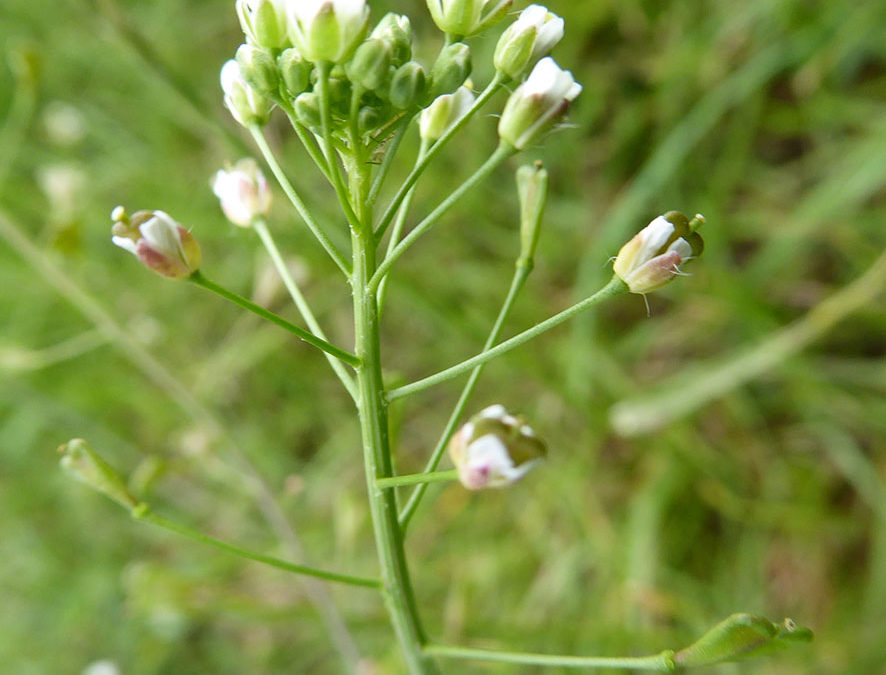 Capselle bourse à pasteur – Capsella bursa-pastoris